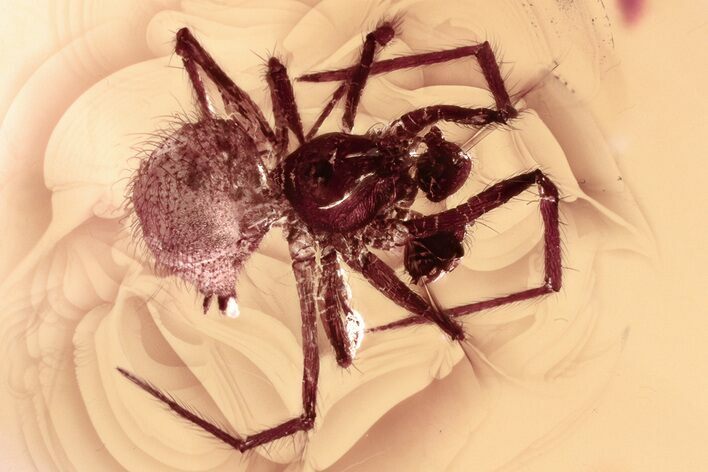 Detailed Fossil Spider (Araneae) In Baltic Amber #352729